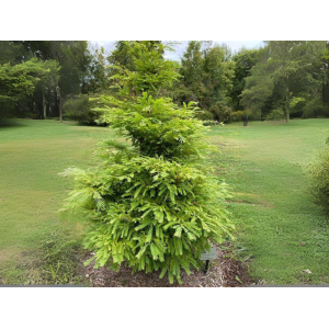Metasekvoja čínska (Metasequoia glyptostroboides) ´HAMLET´S BROOM´, výška 40-60 cm, kont. C3L